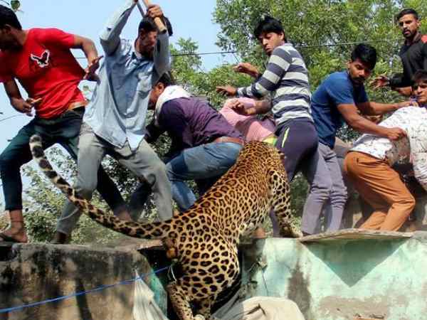 लोगों का गुस्सा तेंदुए पर उतरा