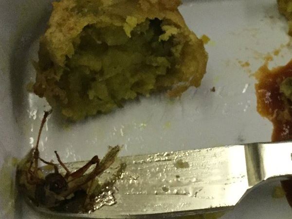cockroach in food cockroach in food