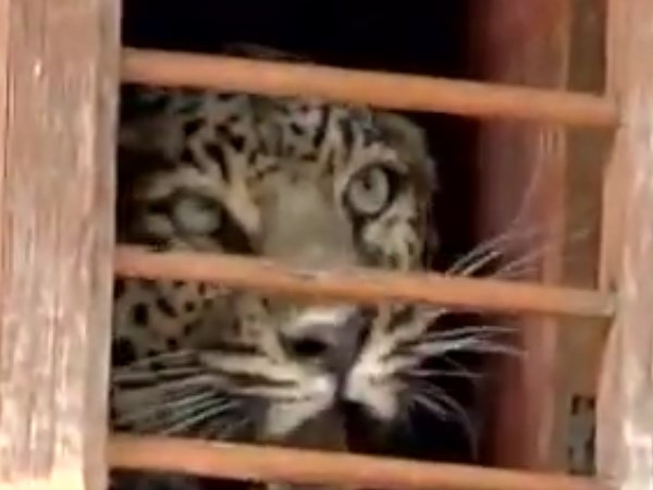 leopard leopard