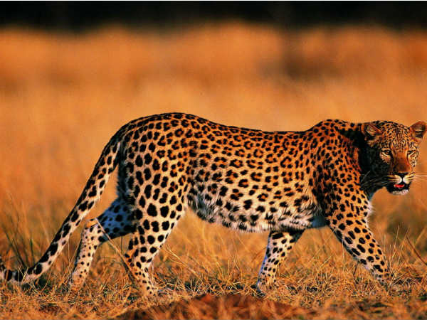 Leopard takes up residence in Delhi biopark Leopard takes up residence in Delhi biopark