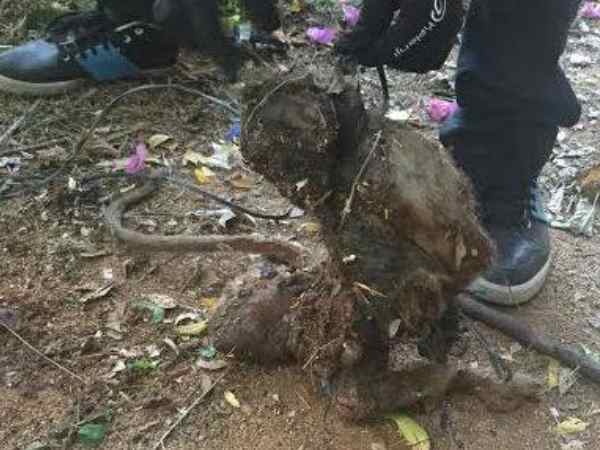 monkey killed by medical student monkey killed by medical student