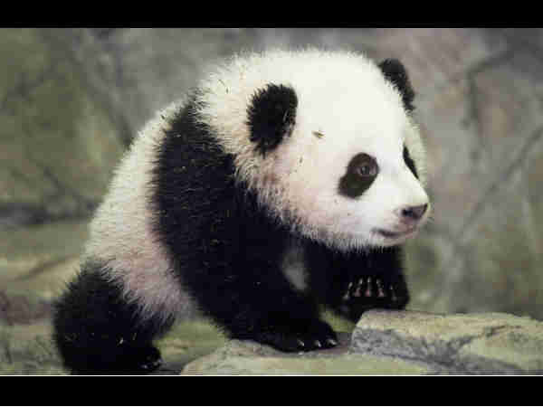 panda panda