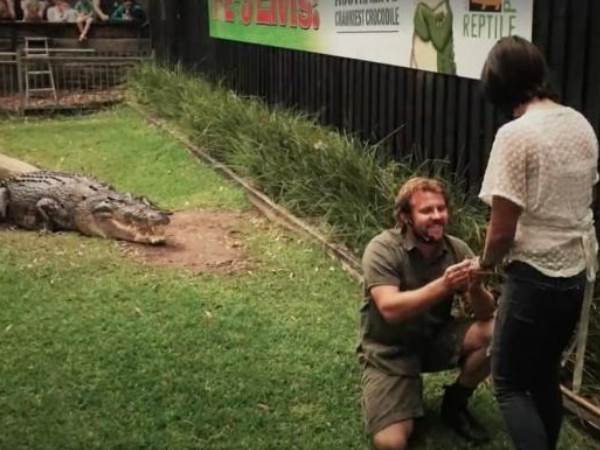 love proposal before crocodile love proposal before crocodile