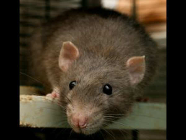 Rats damage 2 dead bodies in Haryana Civil Hospital Rats damage 2 dead bodies in Haryana Civil Hospital