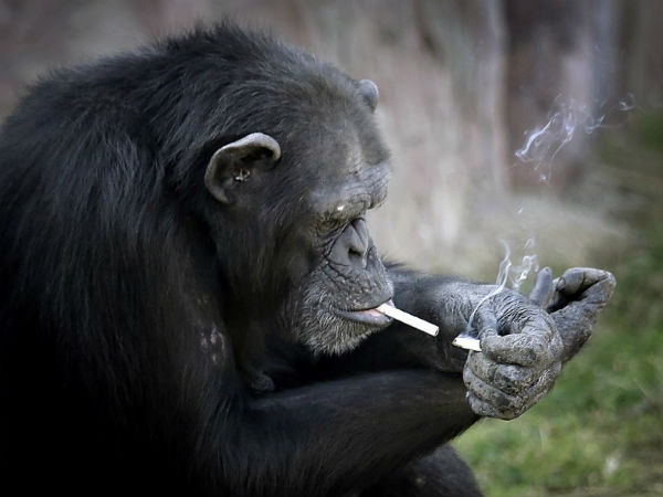 Video: North Korea’s newest zoo attraction is a chimpanzee trained to smoke cigarettes Video: North Korea’s newest zoo attraction is a chimpanzee trained to smoke cigarettes
