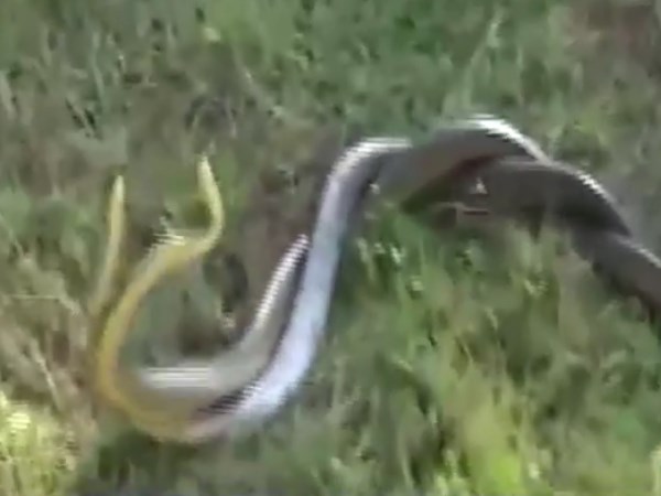 snake snake