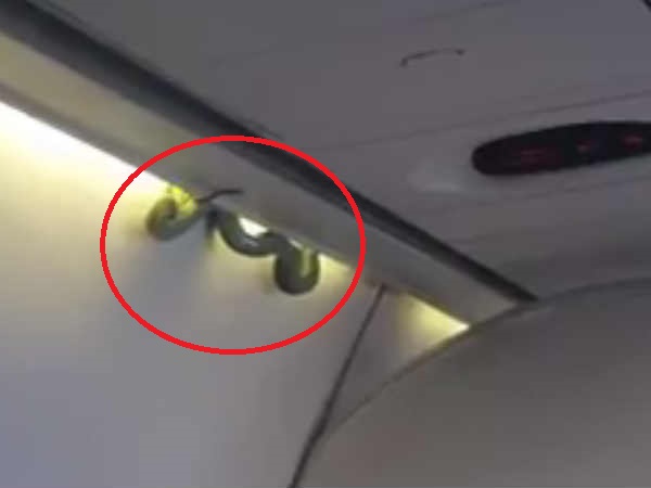 Snake spotted on a flight in Mexico, creates panic among passengers Snake spotted on a flight in Mexico, creates panic among passengers