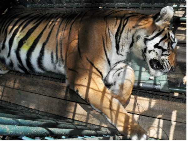 tiger tiger