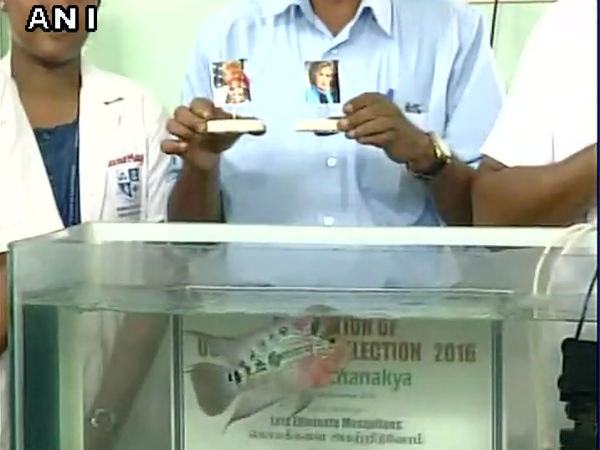 trump-chanakya-fish-preditcion.jpg trump-chanakya-fish-preditcion.jpg