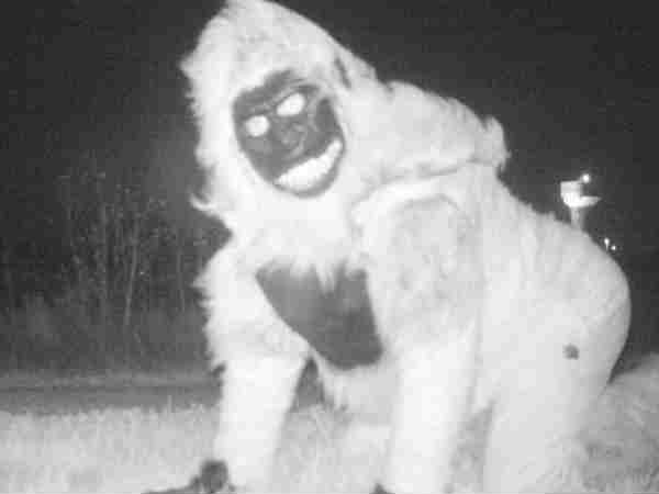 gorilla gorilla