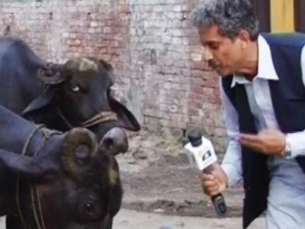 1. पाकिस्तान में भैंस से सवाल पूछने वाला रिपोर्टर