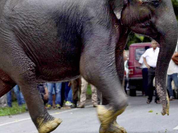 elephant elephant