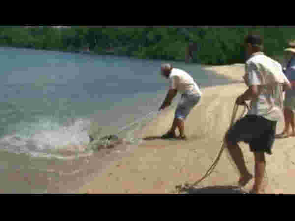 Fisherman hits a hungry crocodile as it tries to steal the shark Fisherman hits a hungry crocodile as it tries to steal the shark