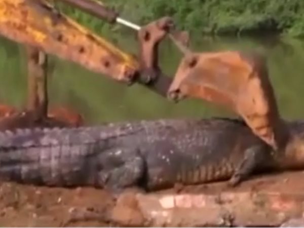 crocodile crocodile