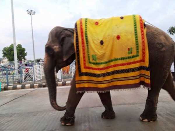 elephant elephant