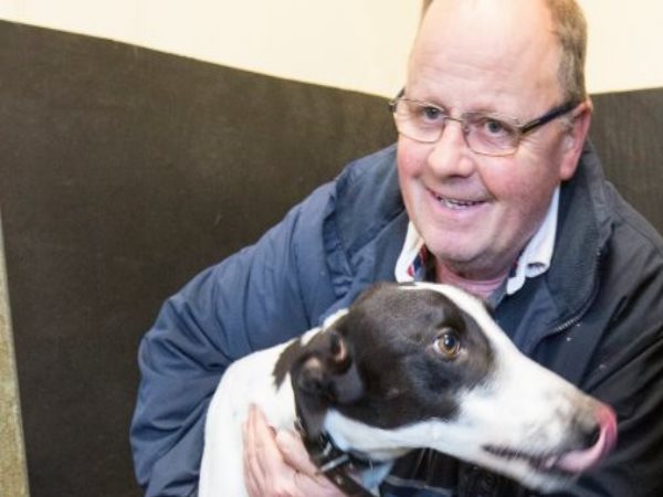 dog greyhound clares rocket dog greyhound clares rocket