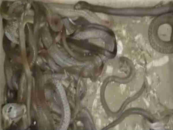Abandoned Flat in Pune discovered with 144 snakes,Watch video Abandoned Flat in Pune discovered with 144 snakes,Watch video