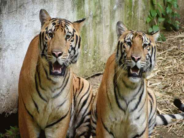 Tiger Tiger