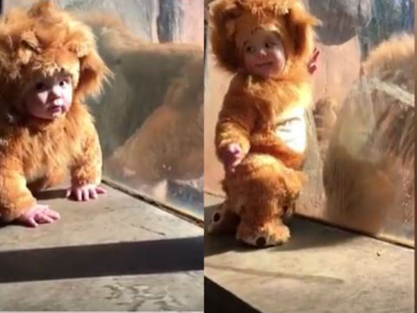 lion lion