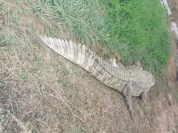 यूपी के ललितपुर में दिखा12 फुट का मगरमच्छ तो उड़ गए होश, कड़ी मशक्कत के बाद आया काबू में यूपी के ललितपुर में दिखा12 फुट का मगरमच्छ तो उड़ गए होश, कड़ी मशक्कत के बाद आया काबू में