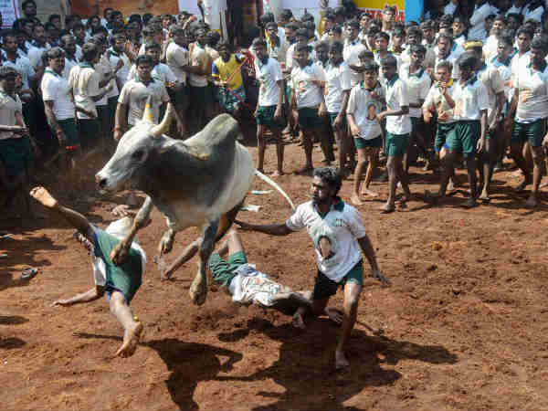 Jallikattu: Interesting Facts About about the Tamilnadu's controversial sport and Tradition Jallikattu: Interesting Facts About about the Tamilnadu's controversial sport and Tradition