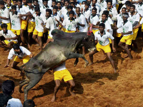 Jallikattu: Interesting Facts About about the Tamilnadu's controversial sport and Tradition Jallikattu: Interesting Facts About about the Tamilnadu's controversial sport and Tradition