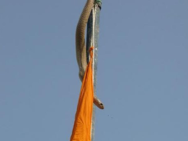सांप देखकर उड़ गए लोगों के होश, मच गई अफरा-तफरी