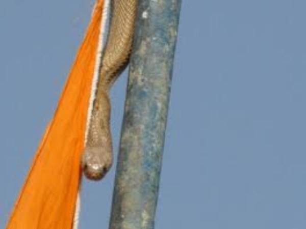 सांप ने तय किया कब दी जाए तिरंगे को सलामी