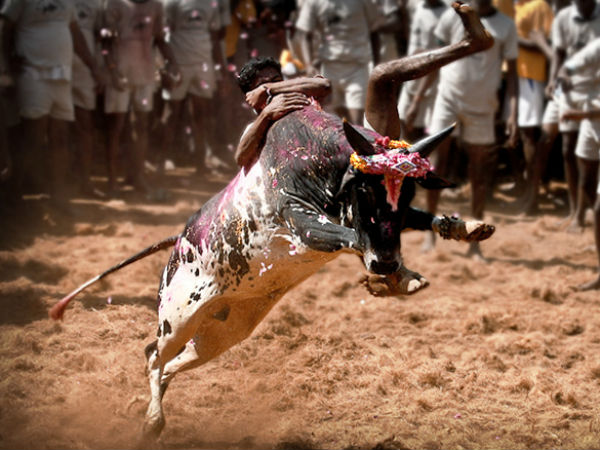 jallikattu क्या राजनीतिक दल जानवरों के अधिकारों की रक्षा को मुद्दा बनाएंगी? jallikattu क्या राजनीतिक दल जानवरों के अधिकारों की रक्षा को मुद्दा बनाएंगी?