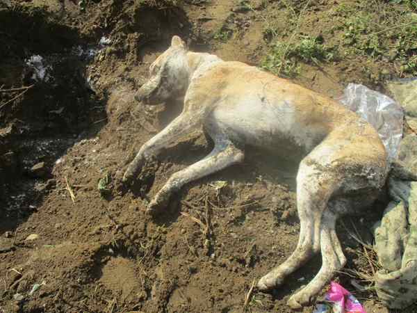 पालतू कुत्ते से लड़ाई पर गली के कुत्ते को पीट कर मार डाला पालतू कुत्ते से लड़ाई पर गली के कुत्ते को पीट कर मार डाला
