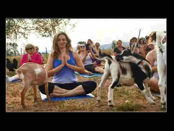 Goat yoga' is a thing - and hundreds are lining up for it Goat yoga' is a thing - and hundreds are lining up for it