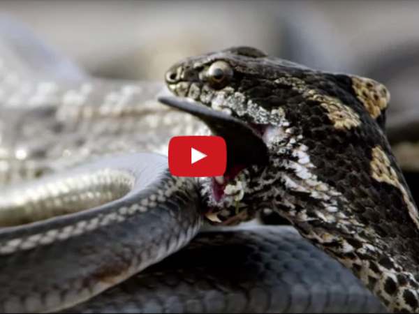 iguana vs snake VIDEO: सांप किसी को घेरकर कैसे करते हैं शिकार, देखकर कांप जाएगी आपकी रूह iguana vs snake VIDEO: सांप किसी को घेरकर कैसे करते हैं शिकार, देखकर कांप जाएगी आपकी रूह