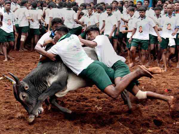 jallikattu जल्लीकट्टू खेलने की मांग सुप्रीम कोर्ट ने की अस्वीकार, तमिलनाडु के पोंगल त्योहार में खेलना चाहते थे jallikattu जल्लीकट्टू खेलने की मांग सुप्रीम कोर्ट ने की अस्वीकार, तमिलनाडु के पोंगल त्योहार में खेलना चाहते थे