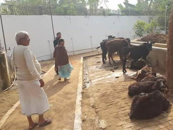पटना: परिवार के साथ अपनी गायों का हाल-चाल लेने गौशाला पहुंचे लालू प्रसाद यादव पटना: परिवार के साथ अपनी गायों का हाल-चाल लेने गौशाला पहुंचे लालू प्रसाद यादव