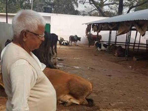 पटना: परिवार के साथ अपनी गायों का हाल-चाल लेने गौशाला पहुंचे लालू प्रसाद यादव पटना: परिवार के साथ अपनी गायों का हाल-चाल लेने गौशाला पहुंचे लालू प्रसाद यादव