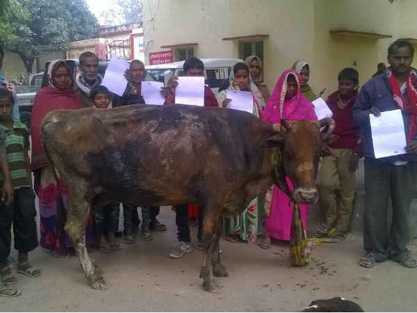 मिर्जापुर: जानिए जली गाय के साथ यह युवक क्यों पहुंचा डीएम ऑफिस? मिर्जापुर: जानिए जली गाय के साथ यह युवक क्यों पहुंचा डीएम ऑफिस?