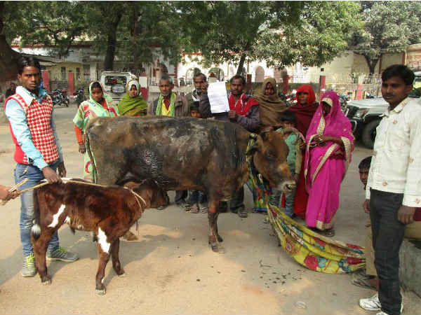 जानिए जली गाय के साथ यह युवक क्यों पहुंचा डीएम ऑफिस? जानिए जली गाय के साथ यह युवक क्यों पहुंचा डीएम ऑफिस?