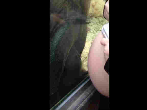 what happen when pregnant women show her baby bump in zoo, watch video what happen when pregnant women show her baby bump in zoo, watch video