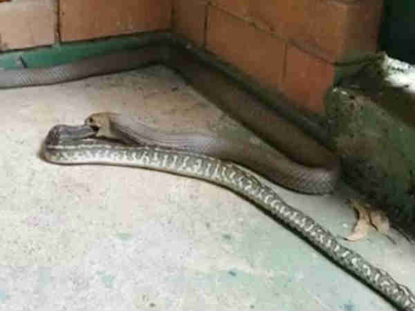 VIDEO: when snake swallowing a python in Australia VIDEO: when snake swallowing a python in Australia