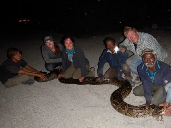 Snake hunters from India went to florida to hunt pythons--- Snake hunters from India went to florida to hunt pythons---