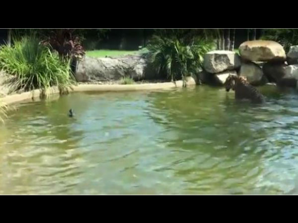 World’s 'most annoying duck' expertly trolls tiger while dicing with death, watch video World’s 'most annoying duck' expertly trolls tiger while dicing with death, watch video