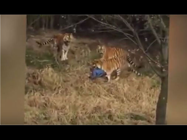 Caught on camera: Tiger mauls man in front of wife and kids inside zoo Caught on camera: Tiger mauls man in front of wife and kids inside zoo
