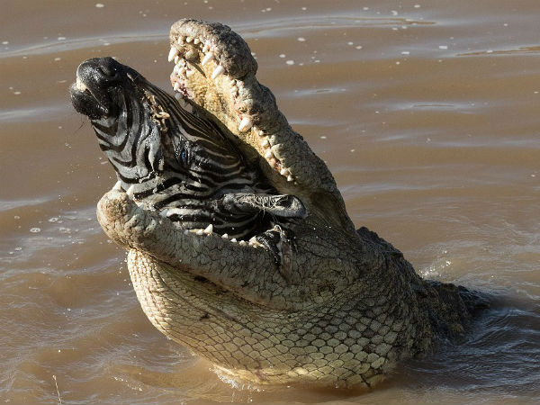 Pics: when crocodile eat whole zebra, picture goes viral Pics: when crocodile eat whole zebra, picture goes viral
