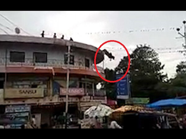 Shocking moment a cow leaps to its death when it does a somersault off the roof of a building Shocking moment a cow leaps to its death when it does a somersault off the roof of a building