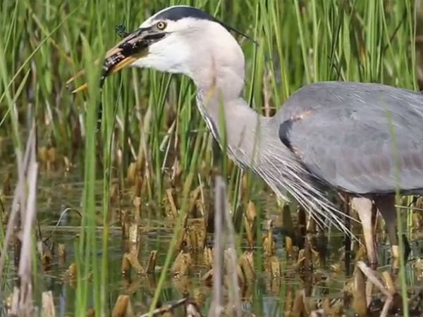 When heron eat whole alligator crocodile, watch video When heron eat whole alligator crocodile, watch video