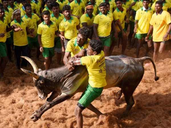 jallikattu जल्लीकट्टू: तमिलनाडु के मदुरई में 37 लोग घायल, 500 पुलिसकर्मी तैनात jallikattu जल्लीकट्टू: तमिलनाडु के मदुरई में 37 लोग घायल, 500 पुलिसकर्मी तैनात