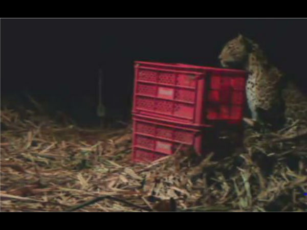 Video: Heart-warming reunion of leopard with her cubs goes viral Video: Heart-warming reunion of leopard with her cubs goes viral