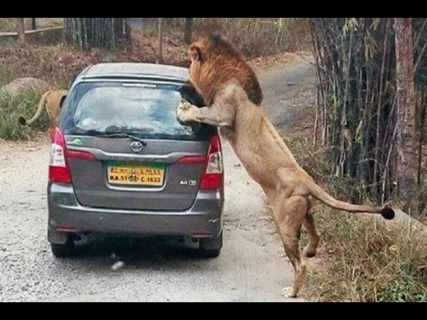 Close shave for tourists as lions attack vehicle in Karnataka bio-park Close shave for tourists as lions attack vehicle in Karnataka bio-park