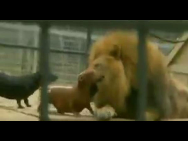 Video: what happen next when fearless dogs bravely playing around with lion Video: what happen next when fearless dogs bravely playing around with lion