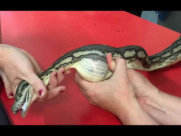 Watch Video: what happen when snake swollen tennis ball Watch Video: what happen when snake swollen tennis ball